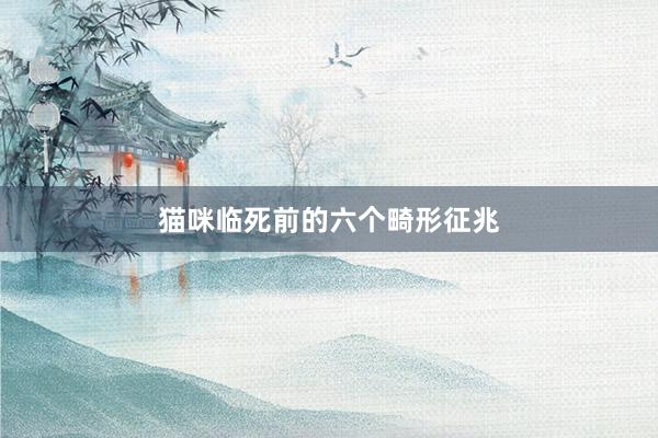 猫咪临死前的六个畸形征兆